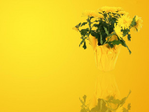 обоя цветы, хризантемы