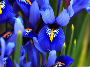 обоя цветы, ирисы