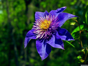 Картинка цветы клематис ломонос