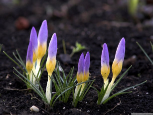 Картинка цветы крокусы