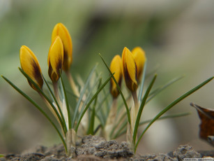 Картинка цветы крокусы