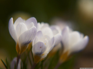 Картинка цветы крокусы