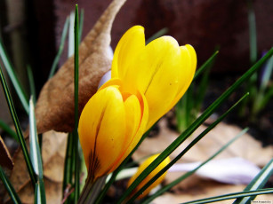 Картинка цветы крокусы