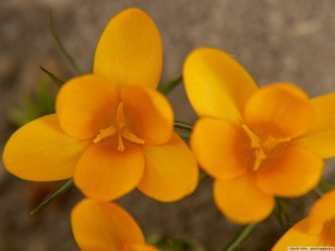 Картинка цветы крокусы