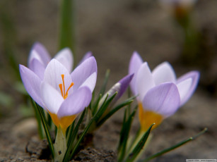 Картинка цветы крокусы