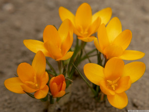 Картинка цветы крокусы