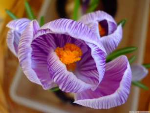 Картинка цветы крокусы