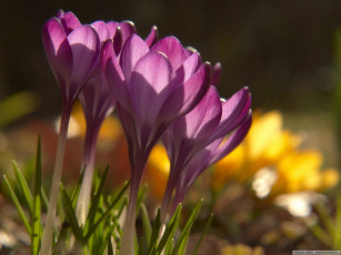 Картинка цветы крокусы