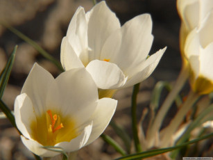 Картинка цветы крокусы