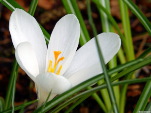 Картинка цветы крокусы