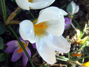 Картинка цветы крокусы