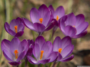 Картинка цветы крокусы