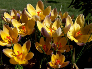 Картинка цветы крокусы