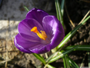 Картинка цветы крокусы