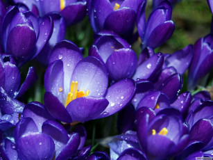 Картинка цветы крокусы