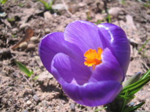 Картинка цветы крокусы