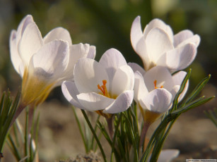 Картинка цветы крокусы