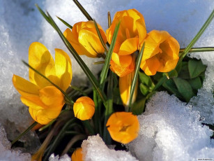 Картинка цветы крокусы