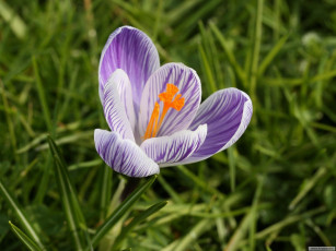 Картинка цветы крокусы