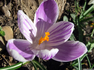 Картинка цветы крокусы