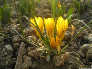 Картинка цветы крокусы