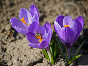 Картинка цветы крокусы