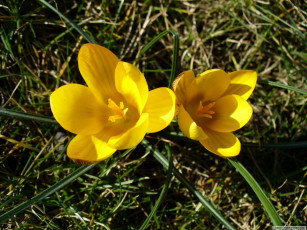 Картинка цветы крокусы