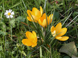 Картинка цветы крокусы