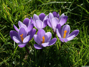 Картинка цветы крокусы
