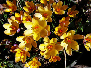 Картинка цветы крокусы