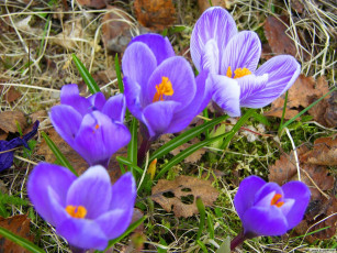 Картинка цветы крокусы