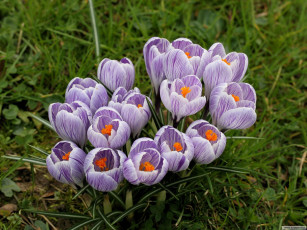 Картинка цветы крокусы