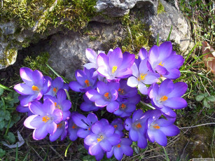 Картинка цветы крокусы