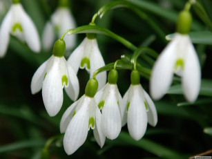 Картинка цветы подснежники белоцветник