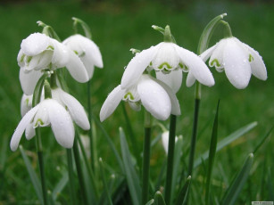 Картинка цветы подснежники белоцветник