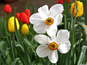 Картинка цветы разные вместе