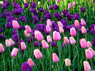 Картинка цветы тюльпаны