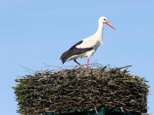 Картинка животные аисты