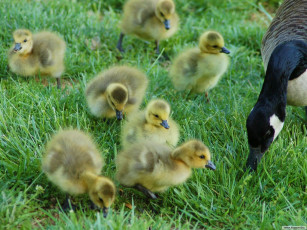 Картинка животные гуси