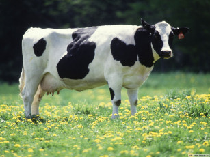 Картинка животные коровы буйволы