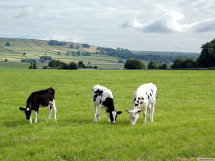 Картинка животные коровы буйволы