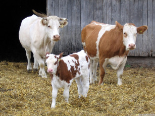 Картинка животные коровы буйволы