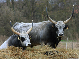 Картинка животные коровы буйволы