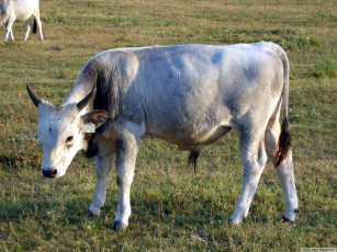 Картинка животные коровы буйволы