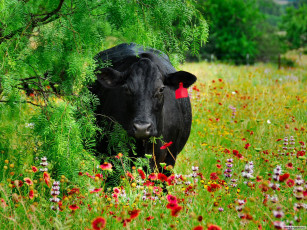 Картинка животные коровы буйволы