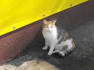 Картинка животные коты