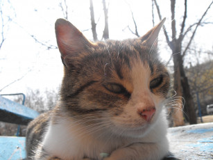 Картинка животные коты