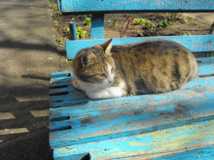 Картинка животные коты