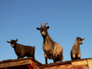 Картинка животные козы