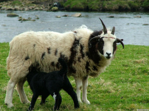 Картинка животные козы